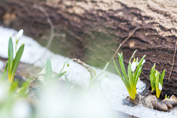 White bud blooming snowdrop folded or Galanthus plicatus