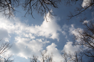 blauer Himmel mit Wolken umgeben von Baumspitzen