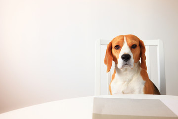 Beagle dog on chair