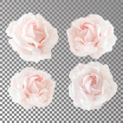 Collection or set of beautiful cream pink roses isolated on transparent background. Flowering open heads of roses without leaves. Close-up rose petals