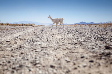 Lama crossing an unpaved road, Argentina,