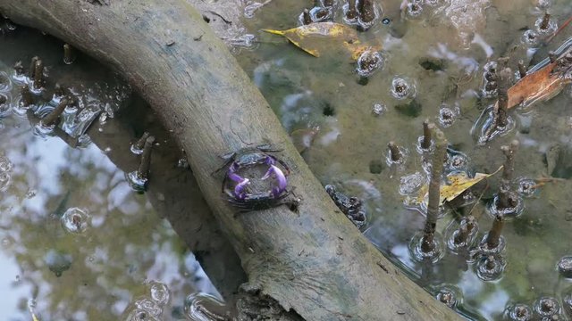 Two crabs (Sesarma) fighting with claws., it is based on mangrove forests in tropical countries.