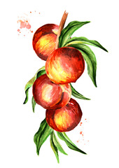Ripe peaches on a branch. Watercolor hand drawn vertical illustration, isolated on white background