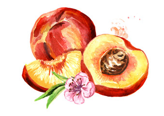 Ripe peaches watercolor hand drawn illustration, isolated on white background