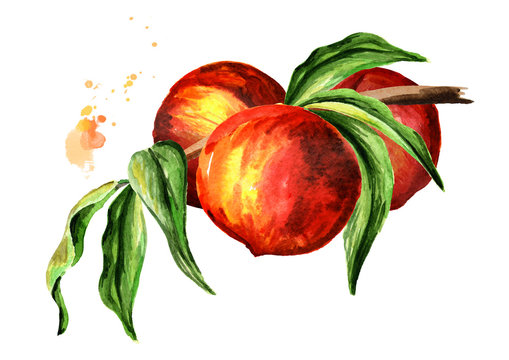 Ripe peaches on a branch.. Watercolor hand drawn illustration, isolated on white background