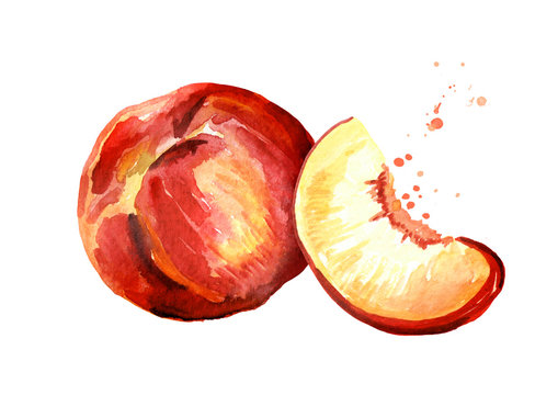 Rripe peach. Watercolor hand drawn illustration, isolated on white background