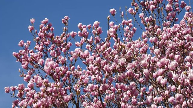 Magnolia rosa fioritura in primavera