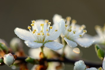 beautiful white flowers in small droplets of morning dew