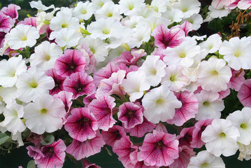 Petunia flowers in the garden.