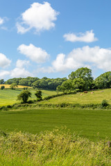 Fototapeta premium Cows in the Sussex Countryside