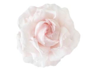 Beautiful cream pink flower rose isolated on white background. Flowering open head of rose without leaves. Close-up rose petals. View from above