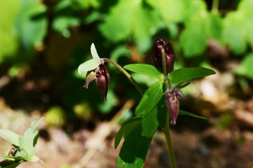 Buds of Columbine