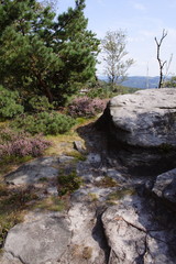 Solid flat rocks by tree.