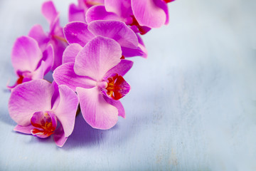 Naklejka na ściany i meble Orchid (Phalaenopsis) on a blue background.