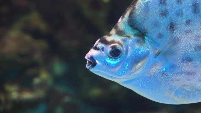 Fish swim under water in slow motion