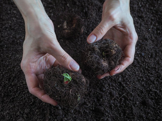 Begonias, the tubers before planting in the ground. The young shoots of plants from the tuber.
