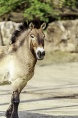 Fototapeta na wymiar Equus ferus przewalskii, Przewalski's horse