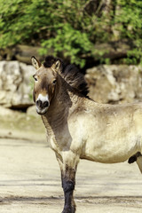 Obraz premium Equus ferus przewalskii, Przewalski's horse