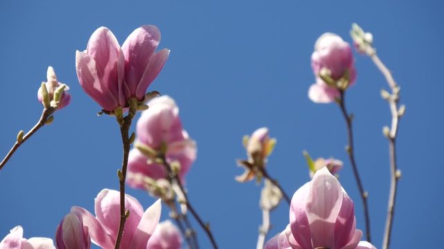 Magnolia rosa fioritura in primavera