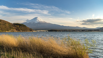 Mount Fuji and Dry grass at Kawaguchiko lake in Yamanashi Prefecture,Japan.