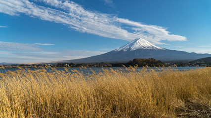 Mount Fuji and Dry grass at Kawaguchiko lake in Yamanashi Prefecture,Japan.