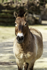 Obraz na płótnie Canvas Equus ferus przewalskii, Przewalski's horse
