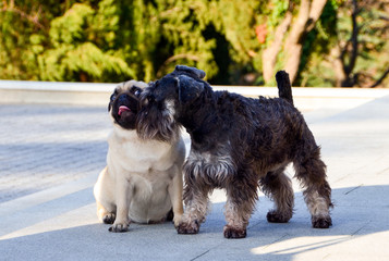 Funny dogs, two dogs get acquainted