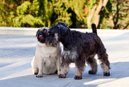 Funny dogs, two dogs get acquainted