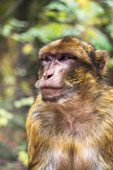 Beautiful chest portrait of a barbary ape (macaca sylvanus) with bokeh.