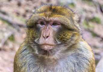 Beautiful portrait of a pensive or sad barbary ape monkey (macaca sylvanus) with bokeh.
