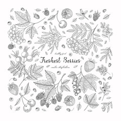 Berries collection top view illustration. Healthy food. Engraving sketch vintage style. Vegetarian food for design menu, recipes, decoration kitchen items. Great for label, poster, packaging design.