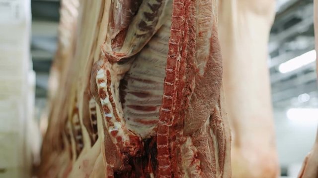close-up view of raw pork meat hanging on hooks in a meat factory food concept nutrition protein ribs skin blood slaughterhouse nobody butcher workplace stored cold beef steak butchery product