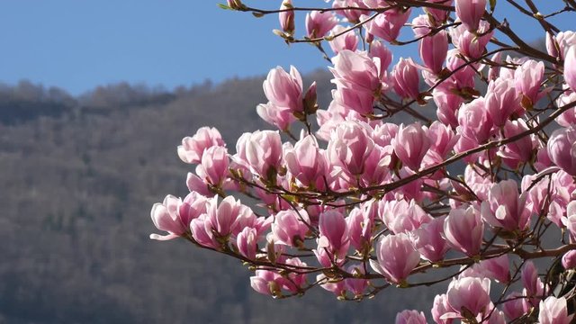 Magnolia rosa fioritura in primavera