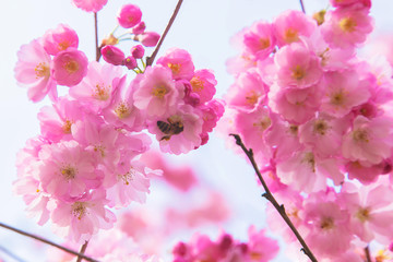 Floral spring background. Blossoming cherry tree with bees.