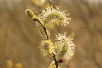 Male catkin willow flower on a tree branch in spring