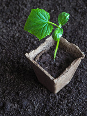 Planting seedlings of cucumbers in the ground. Cucumber seedling before planting.
