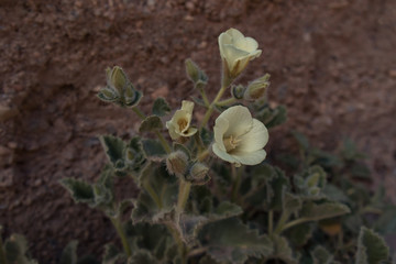 Eucnide Urens, blooming desert rock nettle  