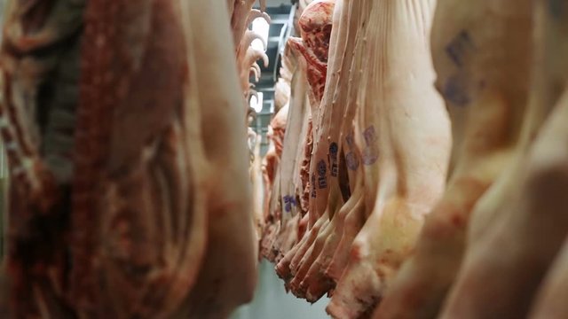 carcasses of beef hanging on hooks closeup view raw meat processing plant slaughterhouse killing animals death steak butcher company food business slaughter bones blood coldmeat factory nobody