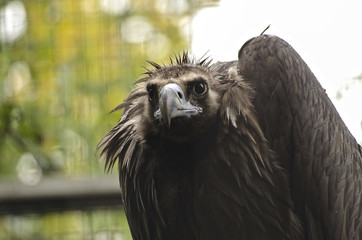 Curious Vulture in a zoo