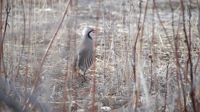 A Chukar Foraging for Food in a Field