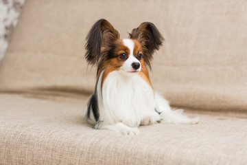 Papillon dog lying on the couch stretching his paws