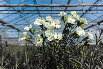 Fototapeta premium Сultivation of Dianthus caryophyllus, the&nbsp;carnation flowering plants in greenhouse