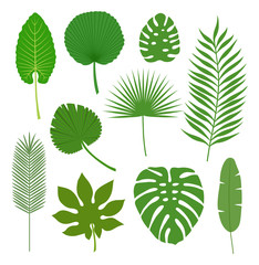 Set of tropical leaves isolated on white background. Vector illustration.