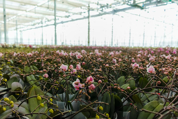 Cultivation of colorful tropical flowering plants orchid family Orchidaceae in Dutch greenhouse for trade and worldwide export