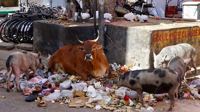 Rinder und Schweine auf M&uuml;llhalde in der Stadt