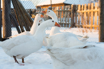 Geese of white color walk in winter on snow