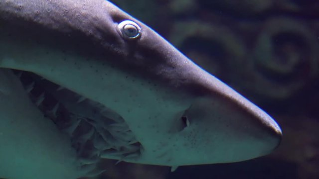 Ragged-tooth Shark close up while swimming past in slow motion