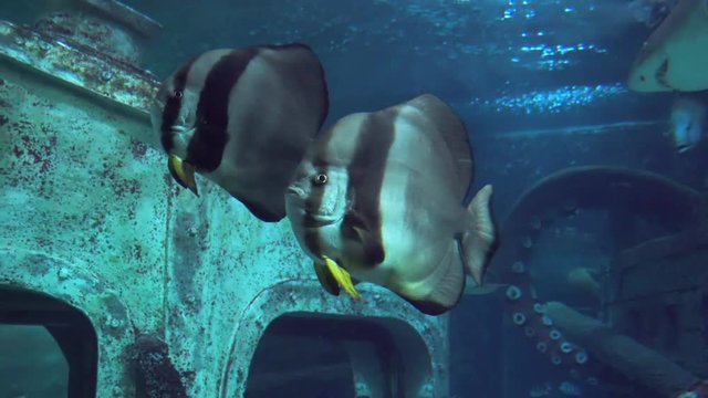 Stripe Fish in slow motion floats under water