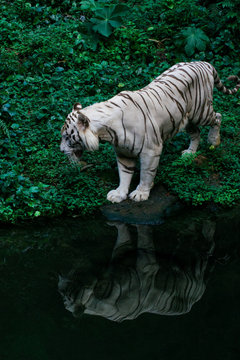 Bengal tiger with reflection in river in jungle