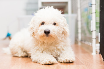 A dog of Bichon frize breed of white color lies on the floor
